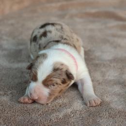 Pink - Red merle female Border Collie puppy in Courtland, Alabama from C Bar C Ranch Border Collies
