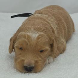 Eddie - black - Apricot male Goldendoodle puppy in Phoenix, Arizona from Kerri's Goldendoodles