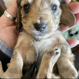Dachshund Puppies from STORIED DOXIES