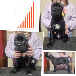 Suspect (Black) - Black male Cane Corso puppy in Manitowoc, Wisconsin from Sinner & Saint Cane Corso