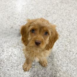 Will F1 - Red male Cavapoo puppy in Wamego, Kansas from Doodles of Oz