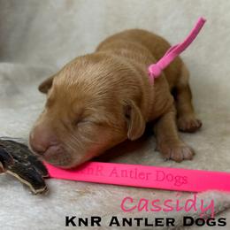 Cassidy - Yellow female Labrador Retriever puppy in Grants Pass, Oregon from KnR Antler Dogs ~ Labrador Retrievers & Corgis