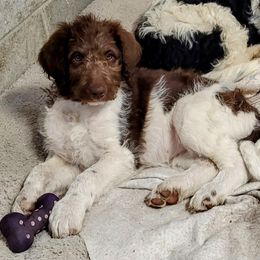Labradoodle Puppies from Caldron Falls Doodles and Poodles