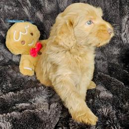 Butterscotch - SM0553 - Caramel red male Australian Labradoodle puppy in Easley, South Carolina from Royal Diamond Labradoodles