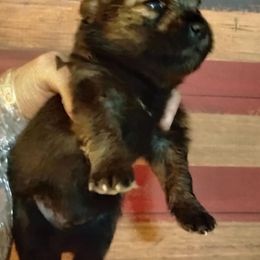 Freedom - Red sable male Pomeranian puppy in Waco, Texas from Petite Poms
