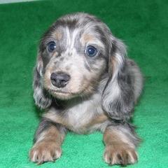Dachshund Puppies from Cranberry Dachshunds