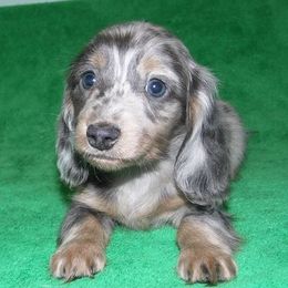 Dachshund Puppies from Cranberry Dachshunds