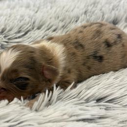 Willow - Red merle female Toy Australian Shepherd puppy in Ambrose, Georgia from Brandilyn's Aussies