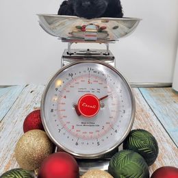 Boy 5 - Poodle puppy in Inman, South Carolina from Raynebow Rose Poodles