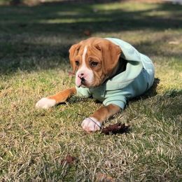Boxer Puppies from Dudley’s Dream Boxers