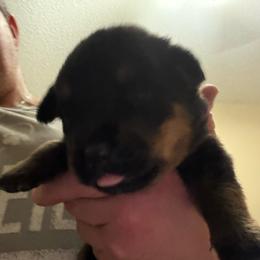 Red girl - Black and mahogany female Rottweiler puppy in Colorado Springs, Colorado from Von Locher Rotties