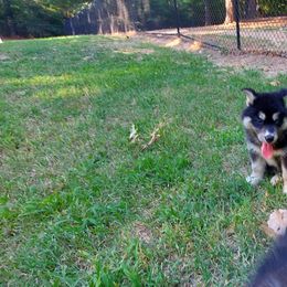 Alaskan Husky Puppies from Mawlawi Huskies