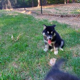 Alaskan Husky Puppies from Mawlawi Huskies
