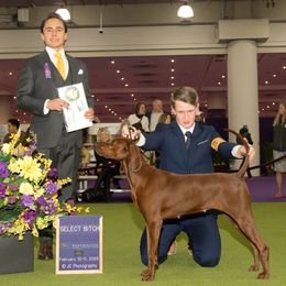 May - Redbone Coonhound