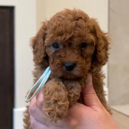 Penny - Aqua Collar - Red female Cavapoo puppy in Ferndale, Washington from Cavakennels.pnw