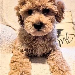 Rhett - Apricot male Cavapoo puppy in Gunnison, Utah from Curls and Camo Pups
