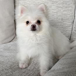 Otis Merle Male - White male Pomeranian puppy in Las Vegas, Nevada from POM SOCIETY