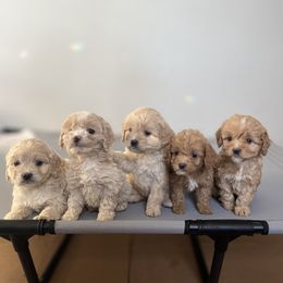 Cockapoo Puppies from East St. Poodles & Doodles