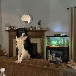 Lola - Border Collie