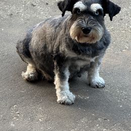 Blue - Miniature Schnauzer