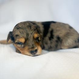 Fern - Blue merle female Aussiedoodle puppy in Orleans, Indiana from Mae Blossom Puppies