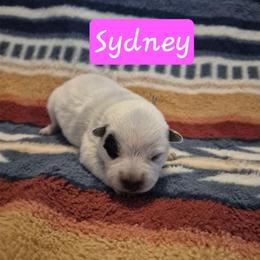 Sydney - Blue female Australian Cattle Dog puppy in Prescott Valley, Arizona from KS Cattle Dogs