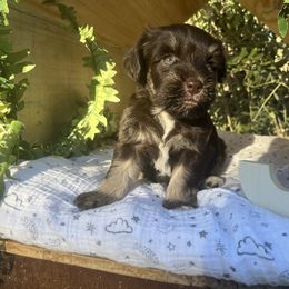 Quantum - Liver female Miniature Schnauzer puppy in Hemet, California from Journee Home Mini Schnauzers