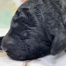 Dolly - Black female Poodle puppy in Lakeland, Florida from Gulfside Poodles