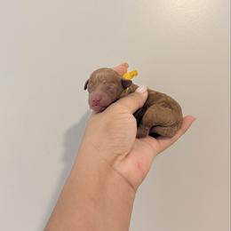 Hades - Red  male Poodle puppy in Miami, Florida from Poodles 4 Life