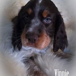 Boy 6 'Vinnie' - Liver white and tan male English Springer Spaniel puppy in Silverdale, Washington from TimberVale Springers