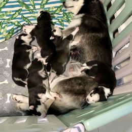 Maltese and Siberian Husky Puppies from Nyx’s Pack