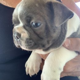 Boston Terrier, Companion Cross, and French Bulldog Puppies from High Plains French Bulldogs,Boston Terriers and Frenchtons.