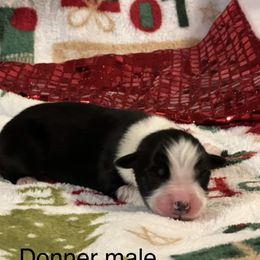 Donner - Black tri-color male Australian Shepherd puppy in Howardsville, Virginia from Spectacular Aussies and Cavaliers