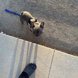 Sparky - Blue and gold male Yorkshire Terrier puppy in Bakersfield, California from Tiny Tails Yorkies