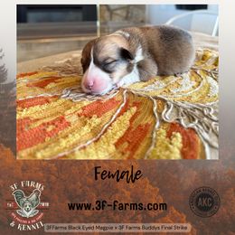 Amber - Sable female Pembroke Welsh Corgi puppy in Elberta, Utah from 3F Farms- Pembroke Welsh Corgis and Irish Wolfhounds