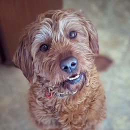 Willow - Labradoodle