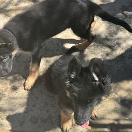 German Shepherd Puppies from Brooks High Quality Breeders