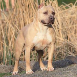 Biggie - American Pit Bull Terrier
