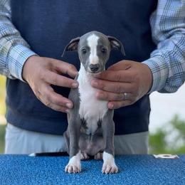 Boy 3 - Blue male Italian Greyhound puppy in Sugar Valley, Georgia from Pinnacle Farm and Kennel