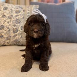 Tide - Chocolate female Cavapoo puppy in Colcord, Oklahoma from Copper Lane Aussies, Doodles & Cavapoos