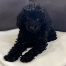 Guinevere - Black female Poodle puppy in El Sobrante, California from Mckendra's Legacy