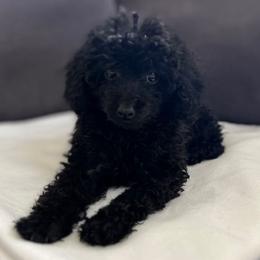 Guinevere - Black female Poodle puppy in El Sobrante, California from Mckendra's Legacy