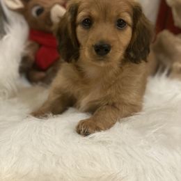 Dachshund Puppies from Haven Ridge Doxies