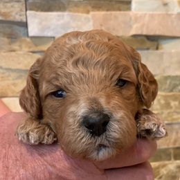 Australian Labradoodle Puppies from Aspen Grove Labradoodles