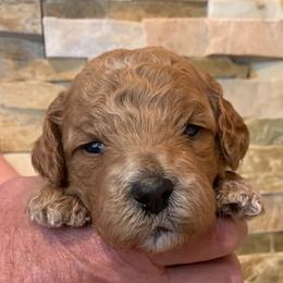 Australian Labradoodle Puppies from Aspen Grove Labradoodles
