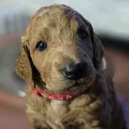 Goldendoodle Puppies from Hawkins Heritage Goldendoodles