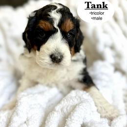 Tank - Tri-color male Bernedoodle puppy in Jackson, Mississippi from T.M. Poodles & Doodles