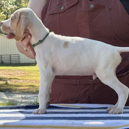 Grey Green Collar Boy - Lemon and white male Pointer puppy in Youngsville, North Carolina from Dogma Pointers & Bulldogs