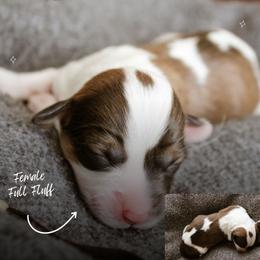 Eve - Sable female Pembroke Welsh Corgi puppy in South Otselic, New York from Ridge Top Corgis