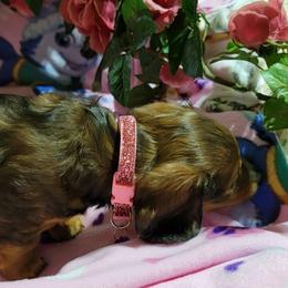 Dachshund Puppies from CLARK'S BREEDING PROGRAM